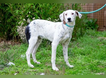 Sofia  - Mix Pointer / Dalmatiner, lieb und verträglich