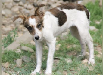 Zuckersüße und charmante LIANE sucht liebevolles Zuhause