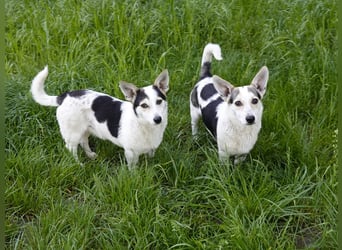 Mara und Max wünschen sich ein neues Zuhause