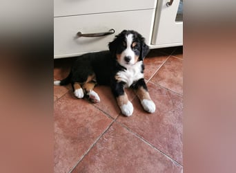 Berner Sennen Welpen