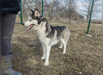 Luna, geb. 07.11.2022, 59 cm, sucht eine aktive Familie