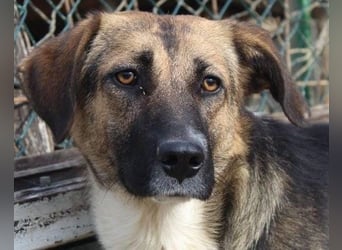 KORA❤️sanfte Seele sucht sehnsüchtig ein liebevolles Zuhause & Geborgenheit