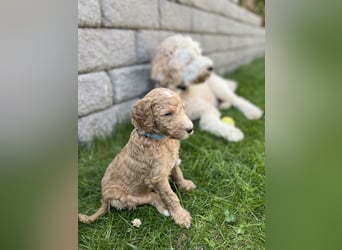 Goldendoodle F1b Welpen F1bb -apricot hell dunkel