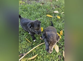 Border Collie/ Malinois Welpen suchen ein liebevolles Zuhause