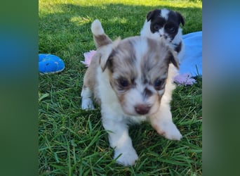 Bezaubernde Welpen aus Bolonka Zwetna und Pomeranian (Zwergspitz)