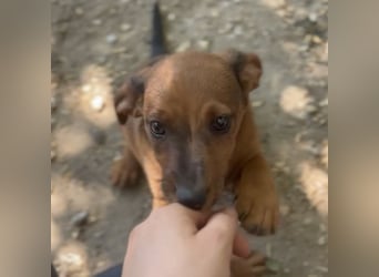 FRIEDA - DACKELWELPE SUCHT ZUHAUSE