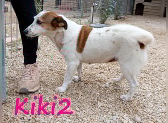 Kiki2 geb. 05/2020 (GRC) - selbstbewusste, kleine Hündin!