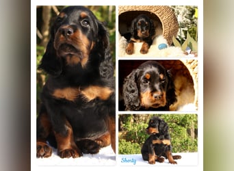 Verschmuste Gordon Setter aus familiärer Liebhaberzucht zu vermitteln