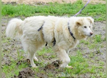 Puiu ist ein toller, super lieber Hund