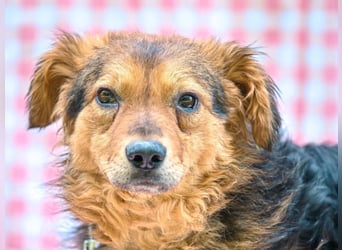 MIRO ca. 4 J. schüchterne Collie-Spanielmixrüde sucht...