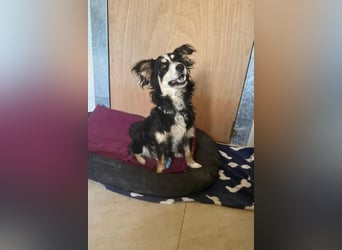 Josie, bereits auf PS in DE 86156 Augsburg, sucht liebevolles Zuhause!