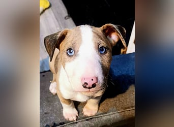 Mini bullterrier - Australian shepherd mix welpen