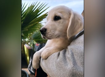 Wunderschöne Golden Retriever Welpen in liebevolle Hände abzugeben