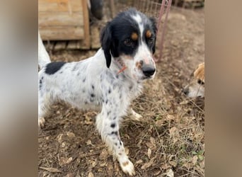 Milo - freundlicher Setter sucht sein Für-immer-Zuhause