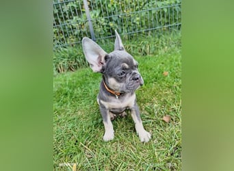 Einzigartige Bullies - Französische Bulldogge Welpen