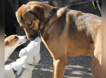 Traumhund Ryder wartet auf seine Familie