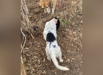 Milo - freundlicher Setter sucht sein Für-immer-Zuhause