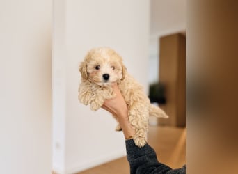 Maltipoo Pudel Malteser