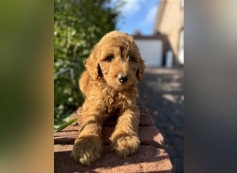 GoldenDoodle Welpen 