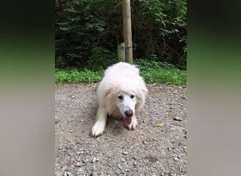 Pyränenberghundmix Tobi