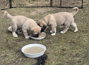Kangal-Welpen suchen liebevolles Zuhause