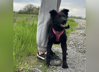Wunderhübsche Bella sucht ein Zuhause
