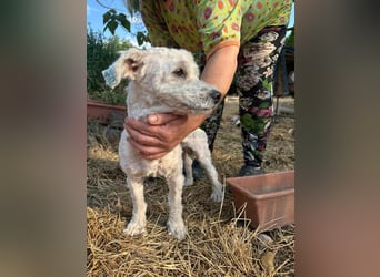 Kefir, geboren 20.04.2020, 29cm sucht sein Körbchen