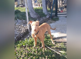 Pharaonenhund Feras