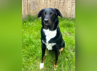 Balu - bewegungsfreudig&lernwillig