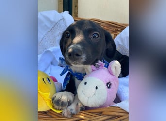 Alex LM - Zuhause gesucht – Neun kleine Hundekinder auf großer Mission