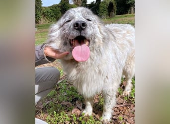 Jereld - Hund mit Sommersprossen sucht seine Familie