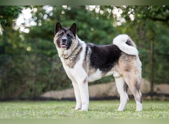 Kendo - ruhiger, ausgeglichener Familienhund - Tierhilfe Franken e.V.