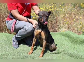 Leo, Mix Pinscher / Schäferhund , lieb und verträglich