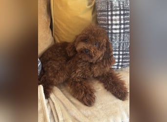 Pudel sehr kleine Pudel Asiatische Linie  Schosshund