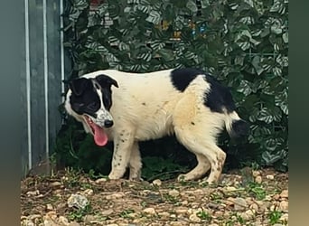 Ringo sucht seine Menschen