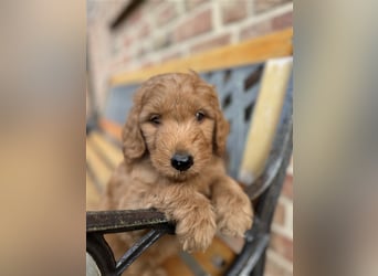 GoldenDoodle Welpen 