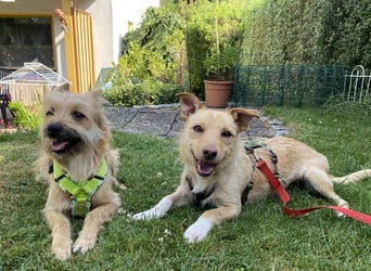 Figaro, freundlich, sensibel und sozial