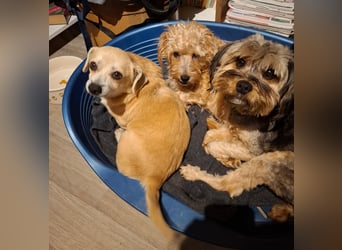 CHURROS, Dackel-Mix, Rüde, klein, geb.ca.1/2020.