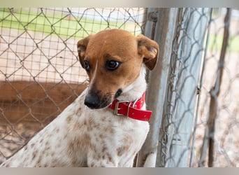 LOLA-Ihr kleines Herz sucht liebevolle Menschen für gemütliche Kuschelstunden und  Spaß bei Sport