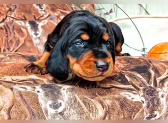 Black and Tan Coonhound Welpen
