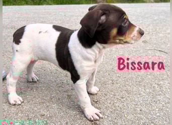 Bissara 12/2024 (ESP) - verschmuste, kleine Bodeguero-Pinscher-Mix Welpin!