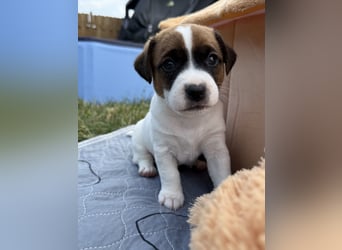 Jack Russel Terrier Welpen mit Stammbaum