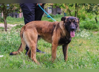 Woody, Mix Belgischer Schäferhund / Malinois