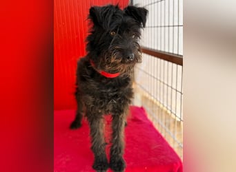 Candy, Schnauzer-Mix, Hündin, geb. am 20.07.2024, 36 cm, 10 kg