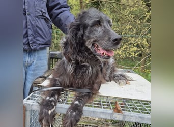 Blue - ruhiger, freundlicher Traumsetter