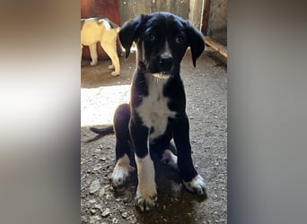 Vlora, geb. ca. 02/2025, lebt in GRIECHENLAND, auf einer privaten Pflegestelle