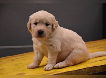 süße reinrassige Goldenretriever Welpen geboren