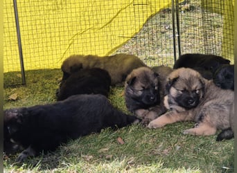 Eurasier