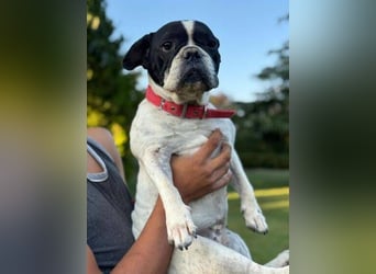 ROSI französische Bulldogge