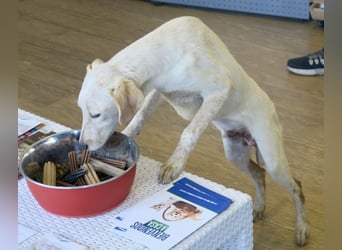 Jacinto, klug, gut verträglich, verspielt